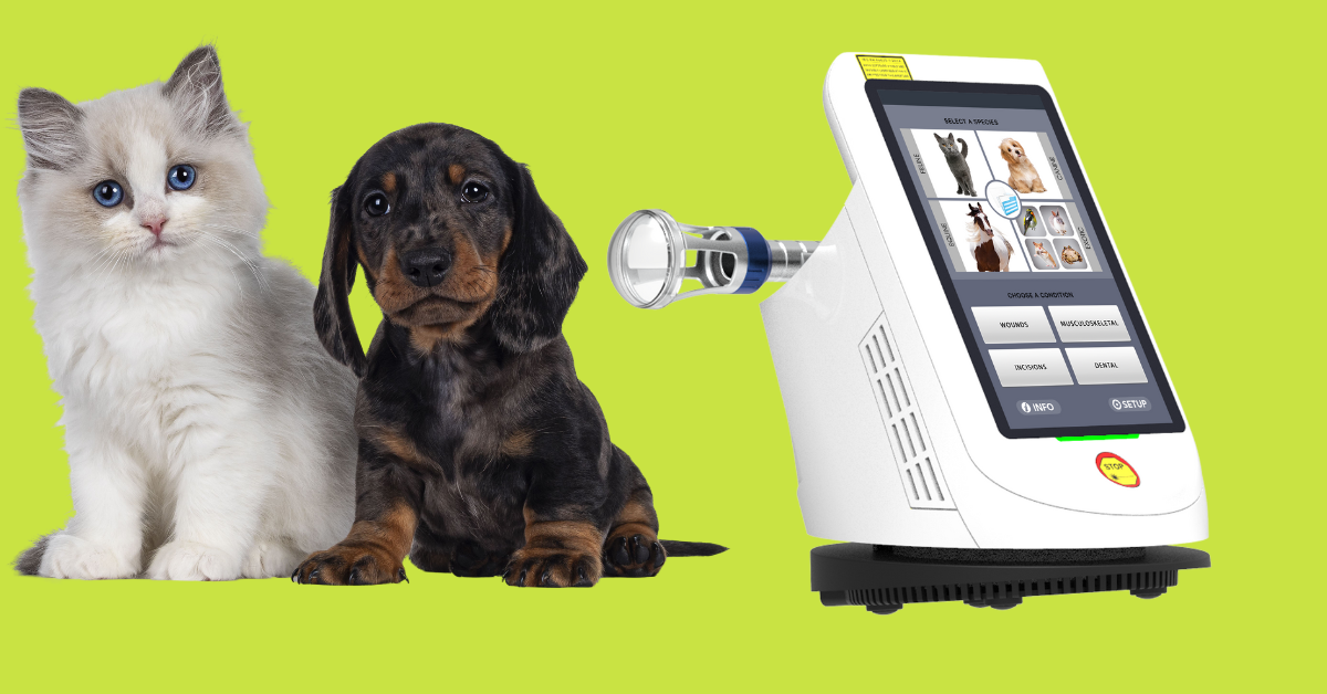 Ensuring Safety with Veterinary Laser Therapy Treatment